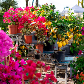 Fiori e Piante Lucca