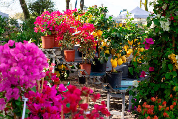 Fiori e Piante Lucca