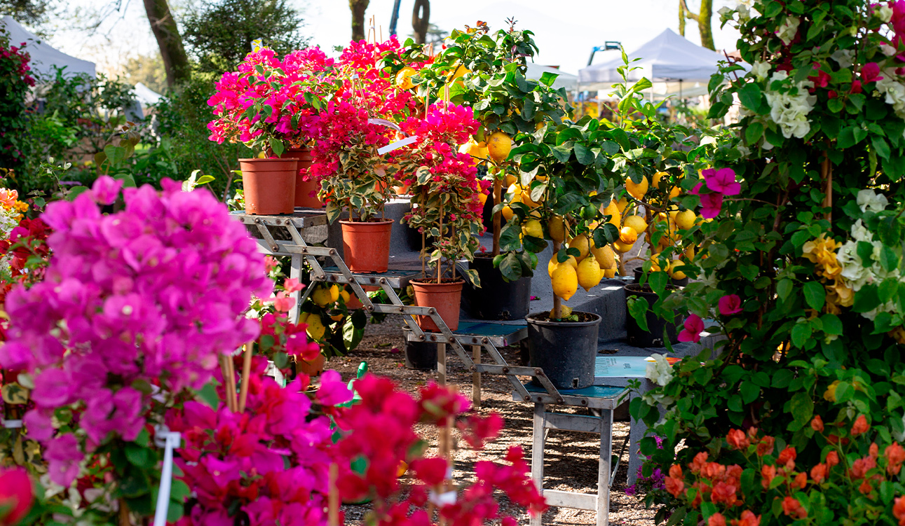 Fiori e Piante Lucca